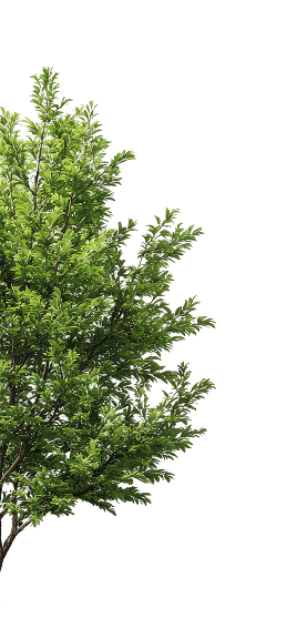 Cedar fence with green hedge planting along boundary — Burlington homeowner